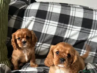 Cavalier King Charles Spaniel dogs Cavalier King Charles spaniel puppies - Advert 3