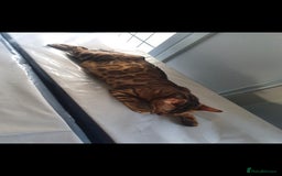 Bengal cats for sale: Mother and daughter bengal for rehoming  - Image 6