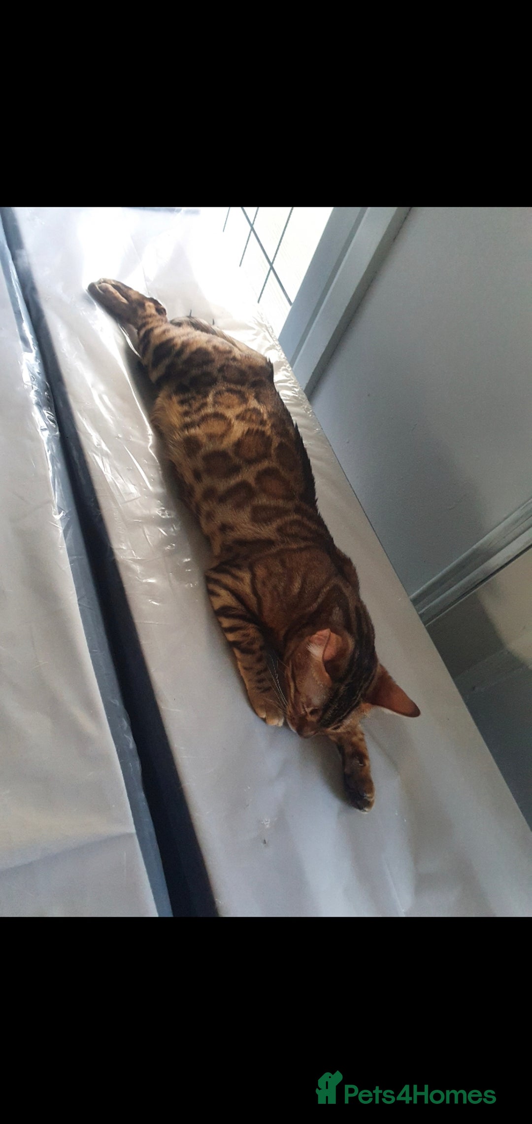 Bengal cats for sale: Mother and daughter bengal for rehoming  - Image 6