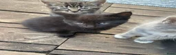 Mixed Breed cats for sale: Kittens in Scunthorpe - Advert 5