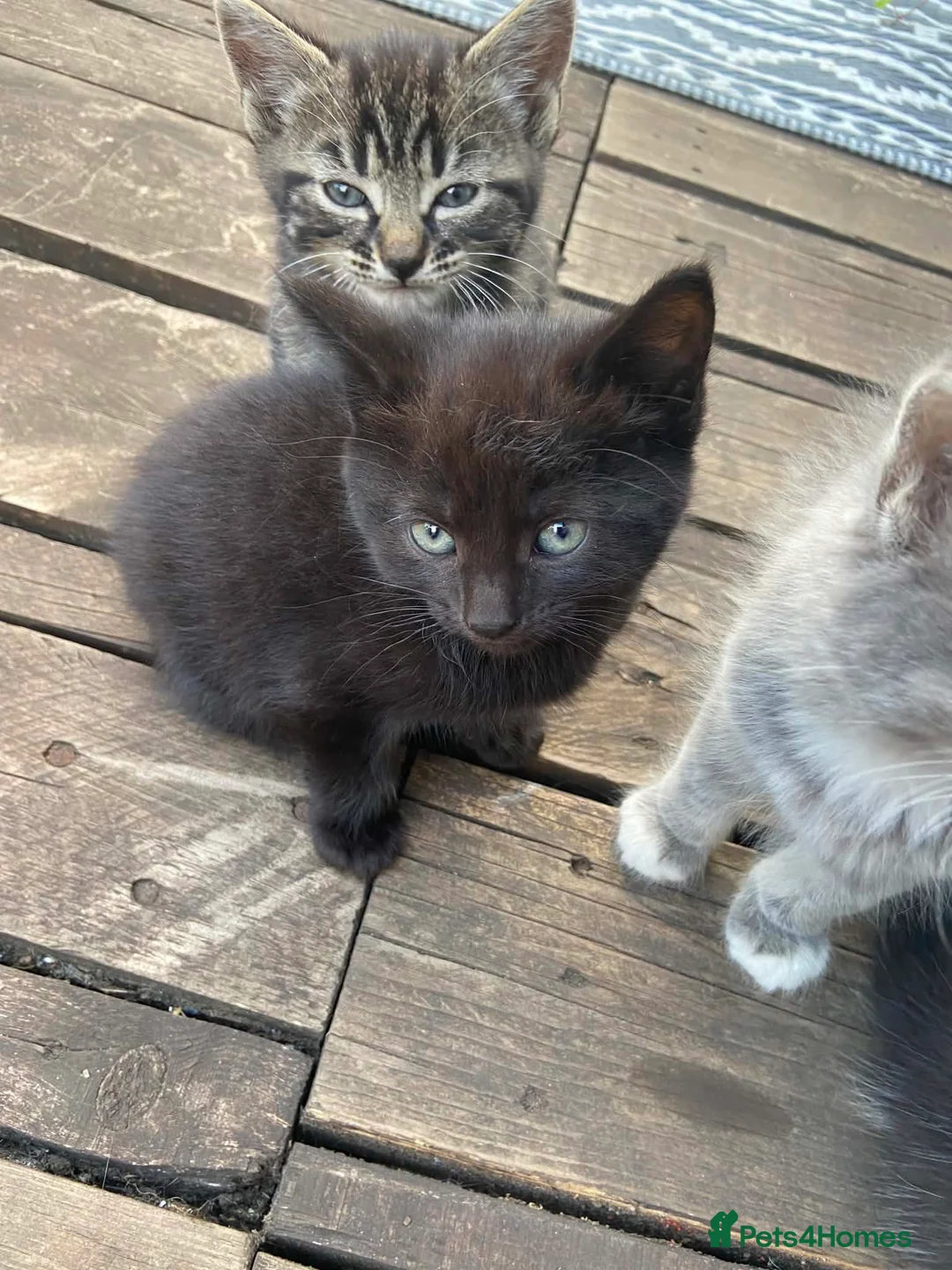 Mixed Breed cats for sale: Kittens in Scunthorpe - Advert 5