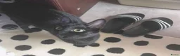 Mixed Breed cats for adoption: VIVIEN - Advert 1