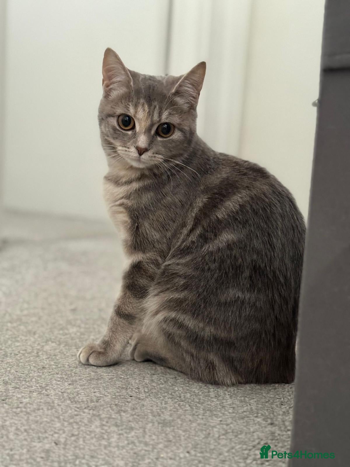 British Longhair cats for sale: This cat has such a cute unkind - Advert 7
