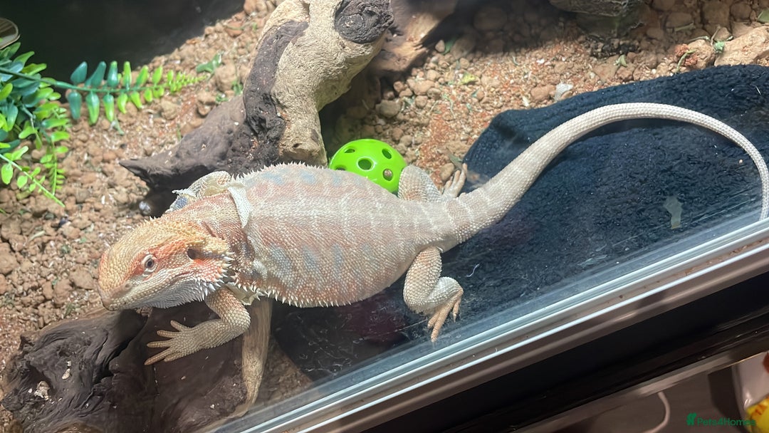 Bearded Dragon reptiles for sale: Bearded dragon  - Advert 2