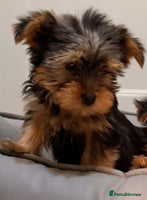 Yorkshire Terrier dogs - Advert 3