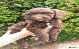 Cockapoo dogs for sale: F1b SPROODLES FROM 5* LICENCED BREEDER. - Image 4