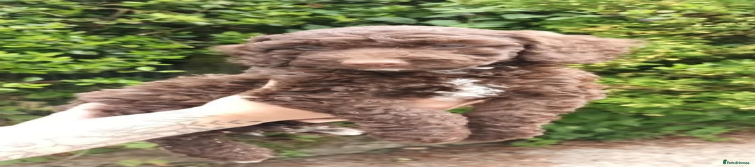 Cockapoo Puppy 4