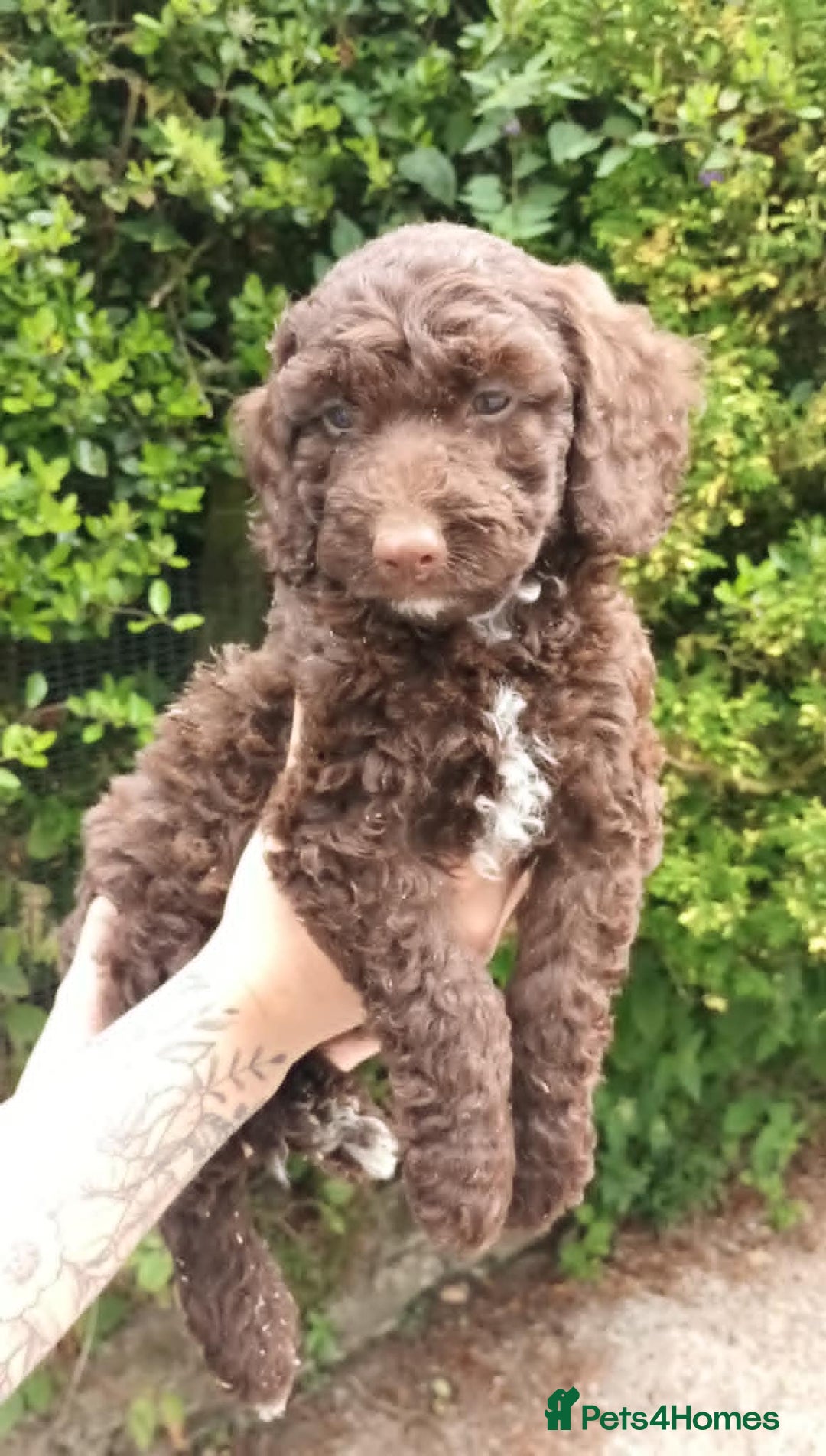 Cockapoo dogs for sale: F1b SPROODLES FROM 5* LICENCED BREEDER. - Image 4