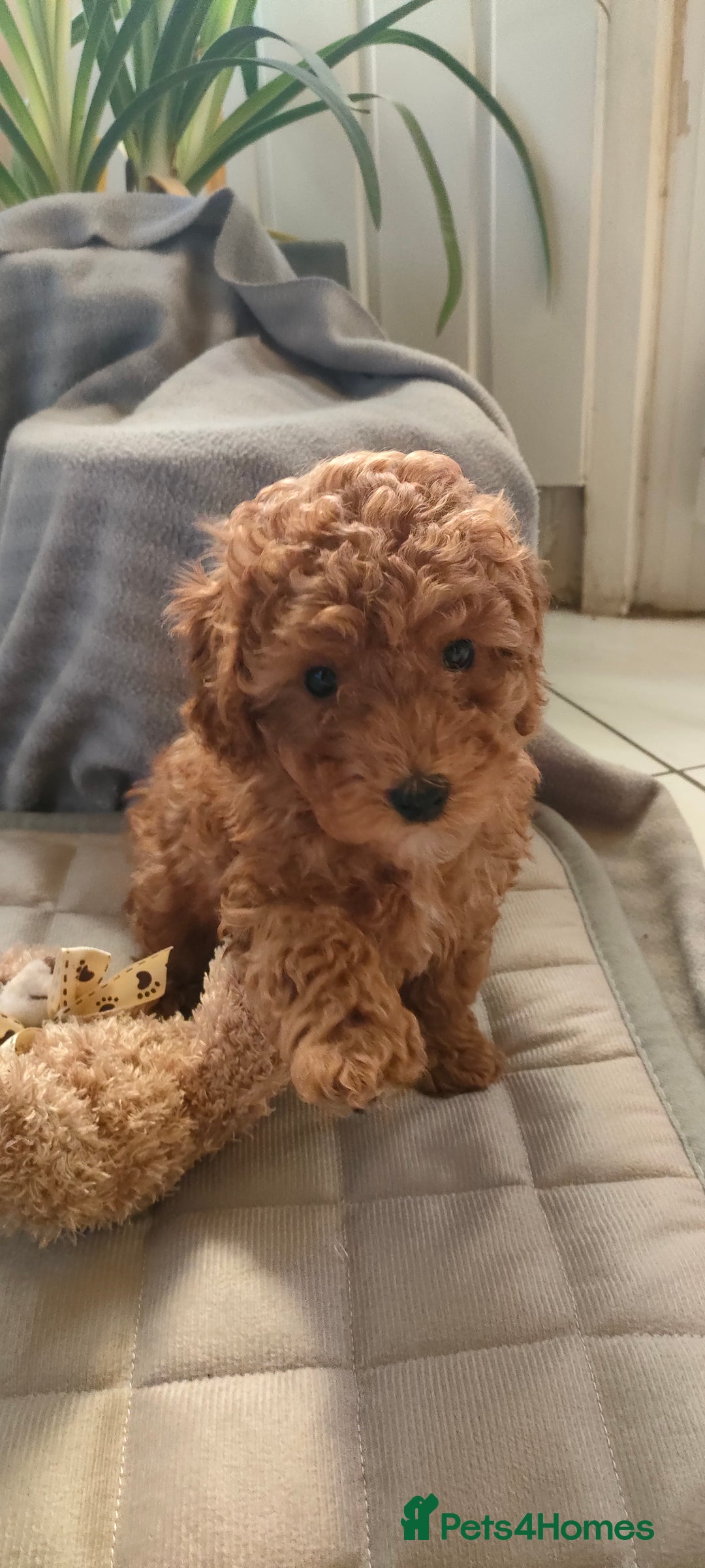 Miniature Poodle dogs for sale: ✨ Miniature Poodle Puppies for Reservation! ✨   - Advert 20