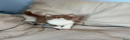 Selkirk Rex cats for sale: Selkirk Rex (shorthaired) girls and boy - Advert 22