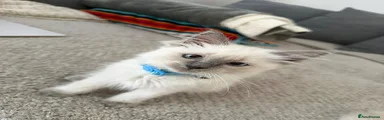 Ragdoll 2