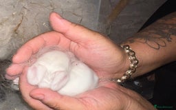 Mini Lop rabbits for sale: 2 male lops ready to go  - Image 2