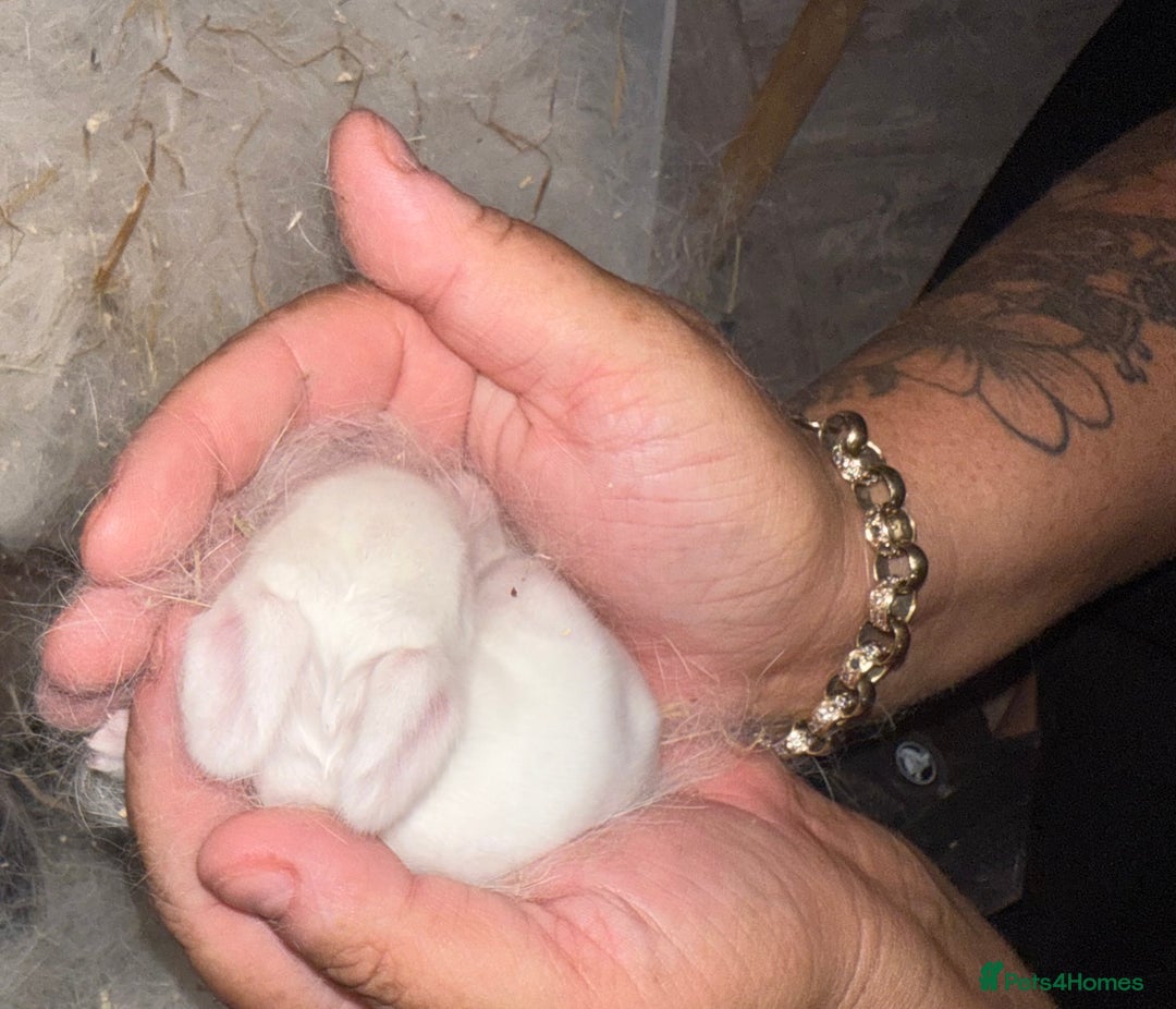 Mini Lop rabbits for sale: 2 male lops ready to go  - Image 2
