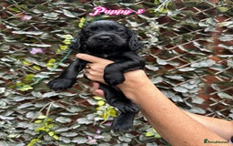 Cocker Spaniel dogs for sale: 1 boy & 1 girl left 🌟 - Image 4