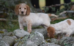 Cocker Spaniel dogs for sale: Cocker spaniel  - Image 24