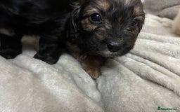 Mixed Breed dogs for sale: Adorable Cockerchons Fluffy, Low-Shed Wonders! - Image 34