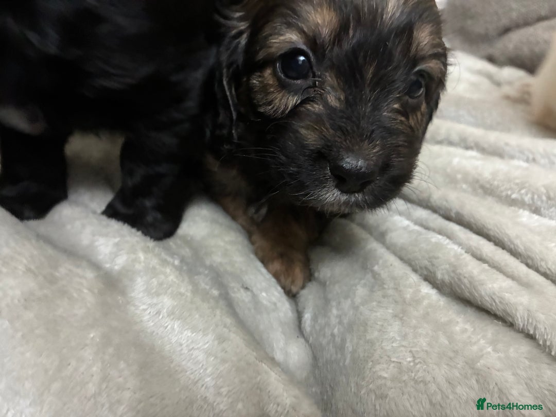 Mixed Breed dogs for sale: Adorable Cockerchons Fluffy, Low-Shed Wonders! - Image 34