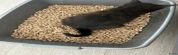 Mixed Breed cats for sale: 4 Kittens for sale - 1 male 3 female! - Advert 4