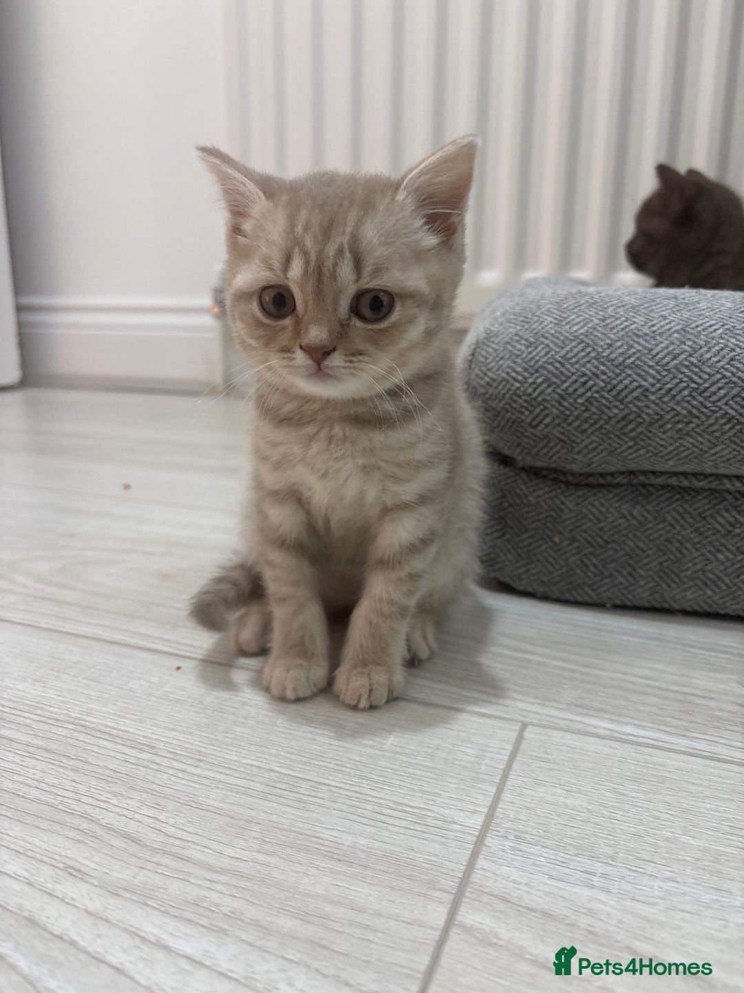 Scottish Fold cats for sale: British shorthair x Scottish fold kittens - Advert 15