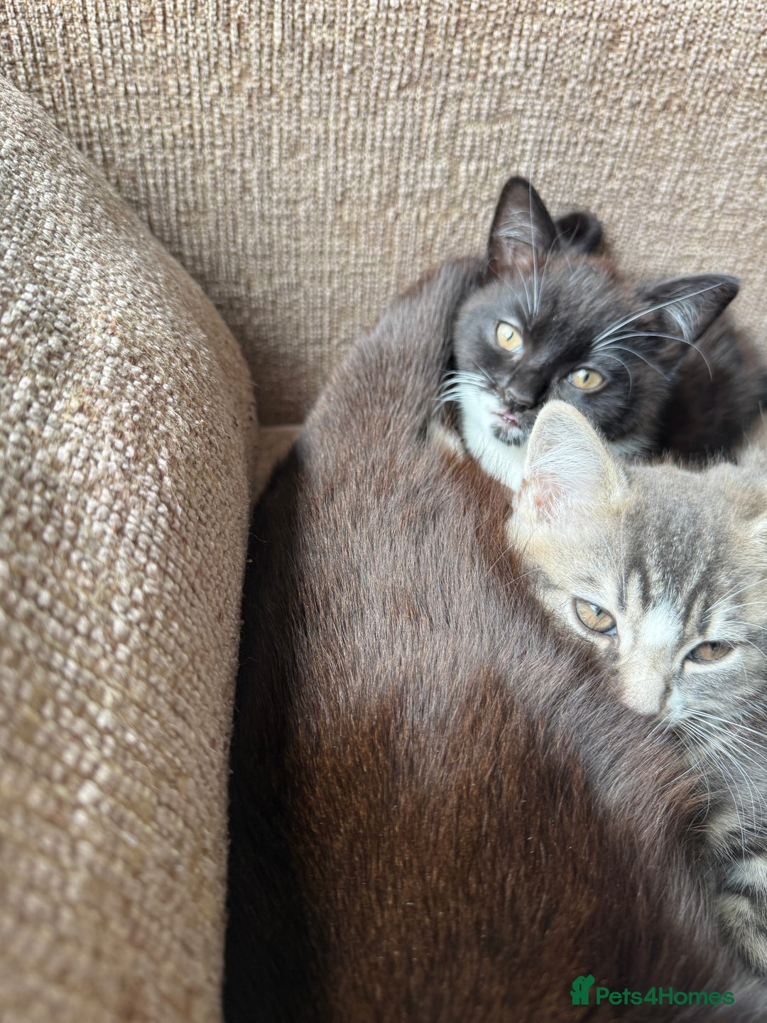 Mixed Breed cats for sale: Mixed breed kittens for sale - Image 5