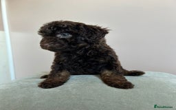Cavapoo dogs for sale: 1 girl left 💕 f1b cavapoos ready now 🏡 - Image 16