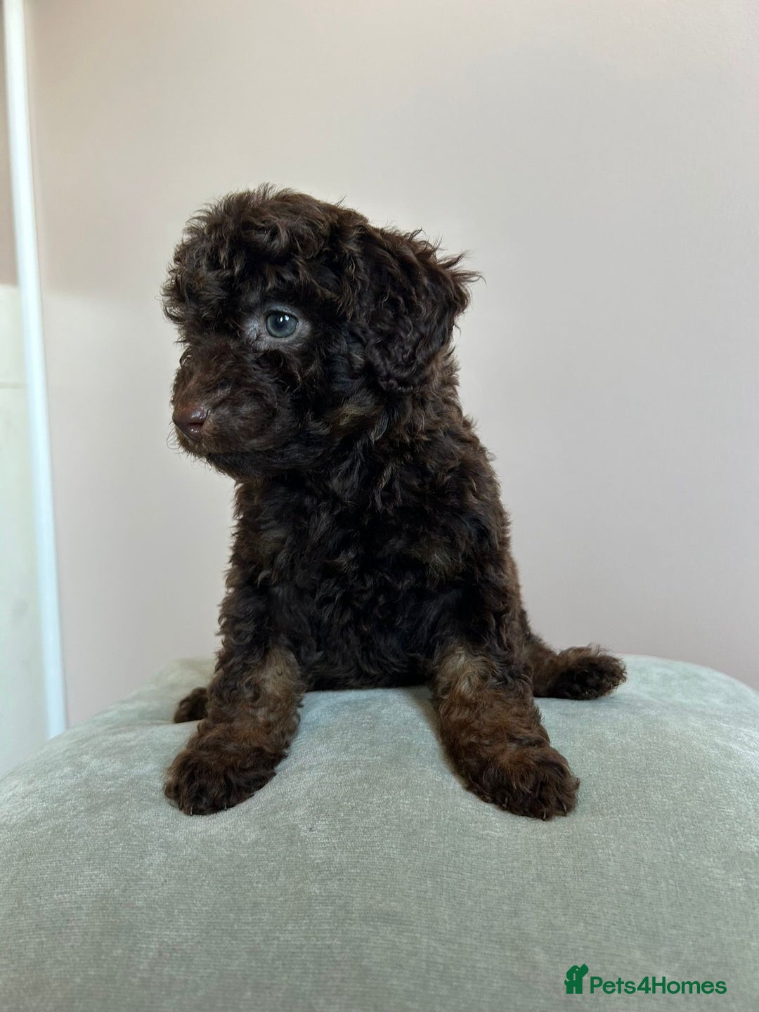Cavapoo dogs for sale: 1 girl left 💕 f1b cavapoos ready now 🏡 - Image 16