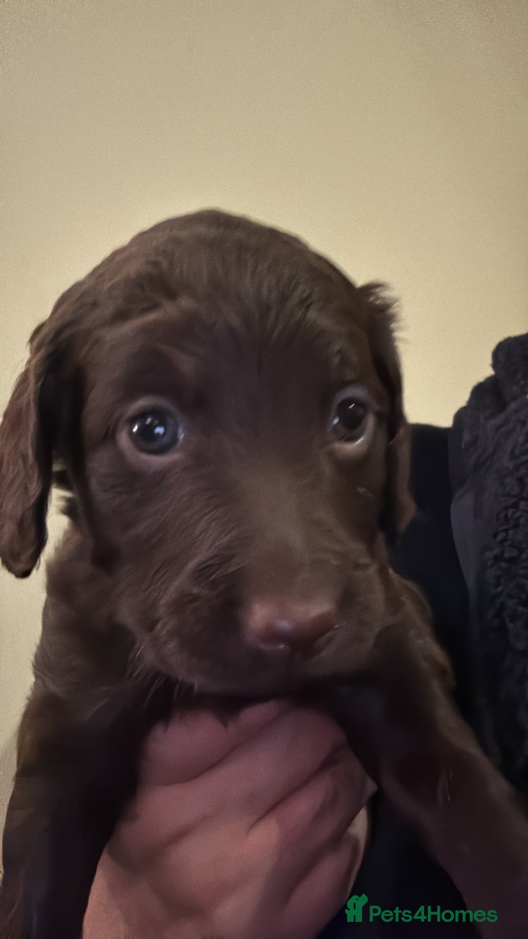 Cockapoo dogs for sale: F2 Cockapoo Puppies - Image 9