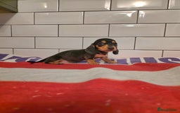 Miniature Dachshund dogs for sale: Full of champions!!! pra clear mini dachshunds in South Shields - Image 4