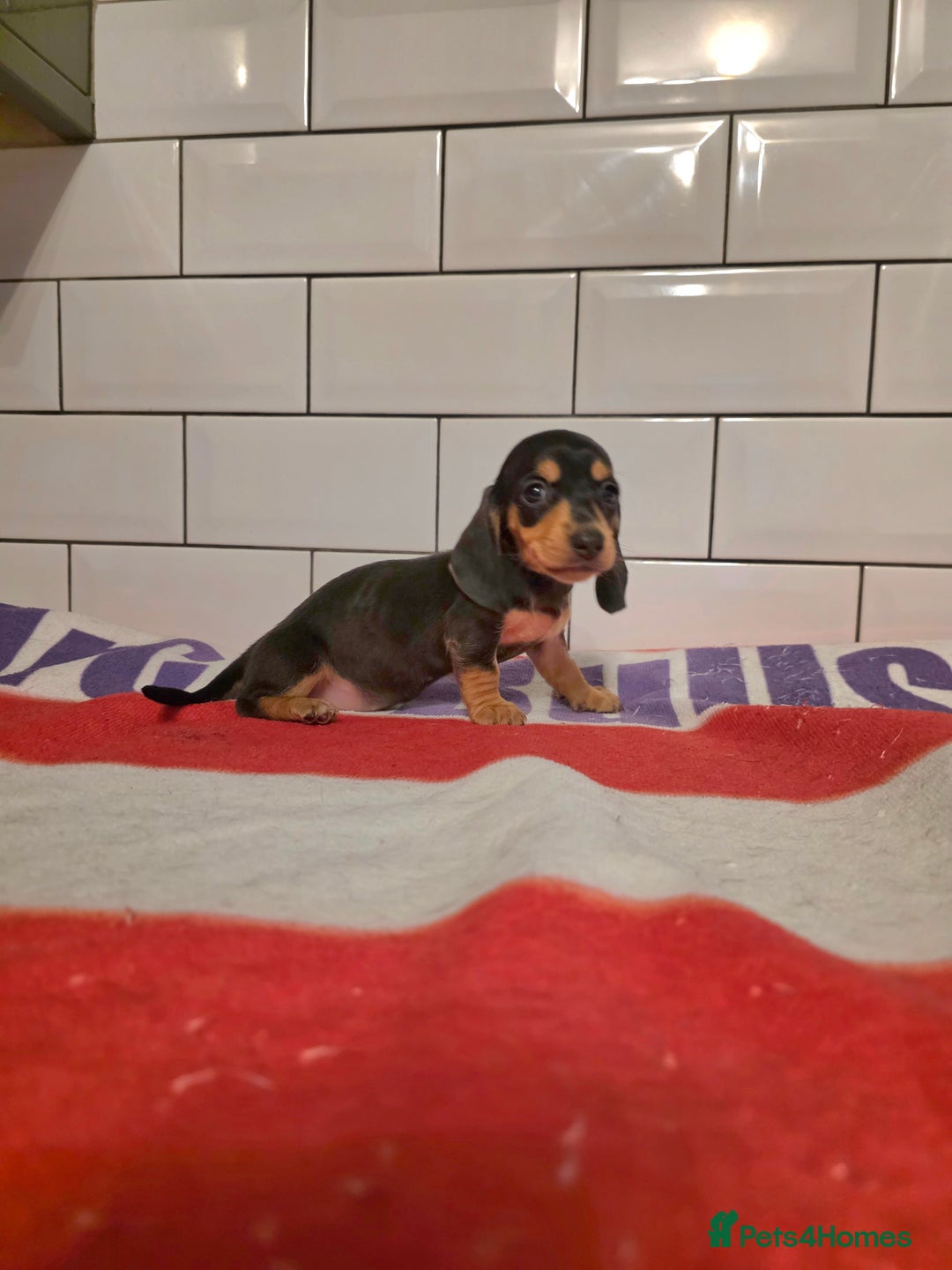 Miniature Dachshund dogs for sale: Full of champions!!! pra clear mini dachshunds in South Shields - Image 4