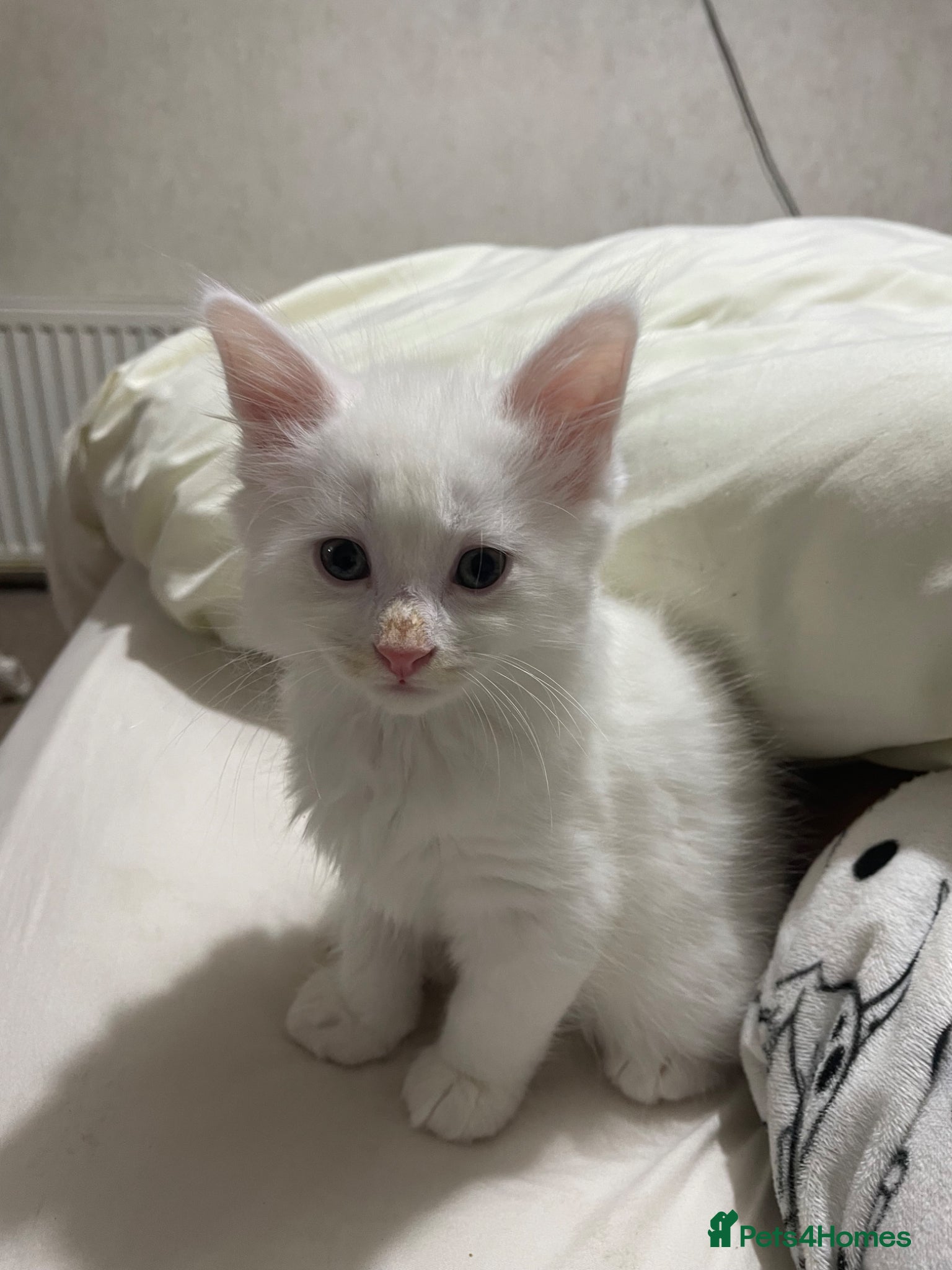 Mixed Breed cats White kitten  - Advert 1