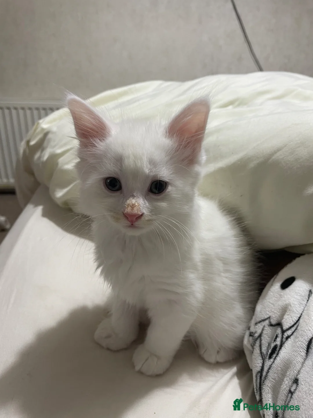 Mixed Breed cats for sale: White kitten  in Wirral - Advert 1