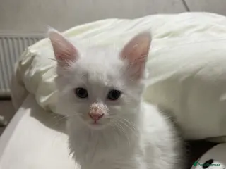 Mixed Breed cats White kitten - Advert 1