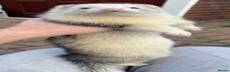 Ferret rodents for sale: 🦦 Adorable Ferret Kits (Pandas, Roans & Sables)🐾 - Advert 12