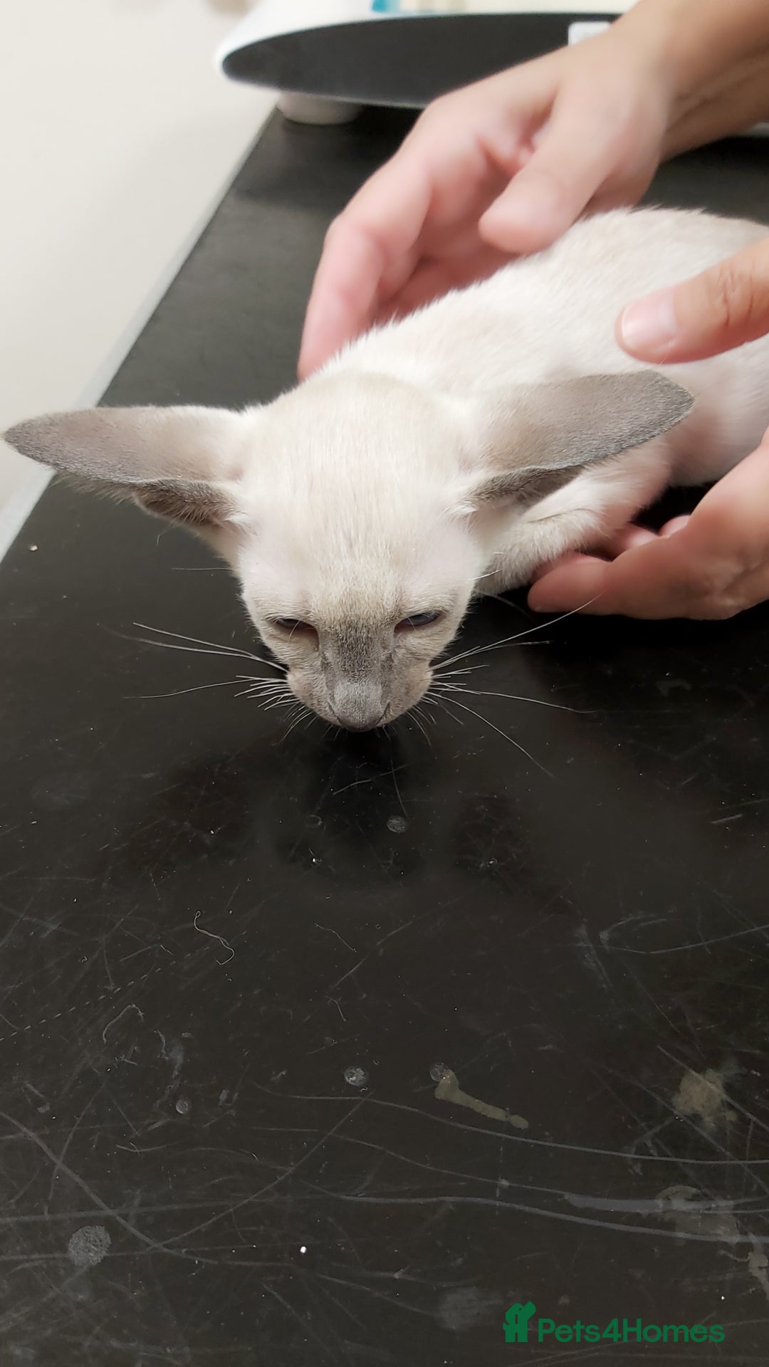 Oriental cats for sale: Full Pedigree Oriental 1 Kitten XL size ears GCCF - Image 8