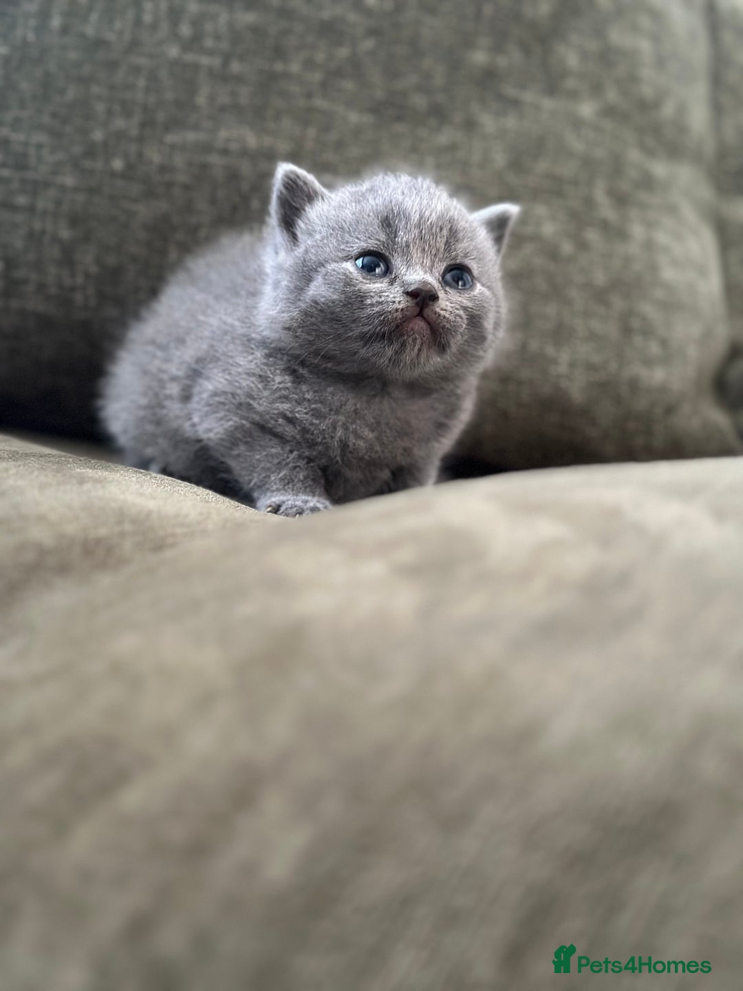 British Shorthair cats for sale: GCCF Registered British Shorthair kittens  - Advert 12