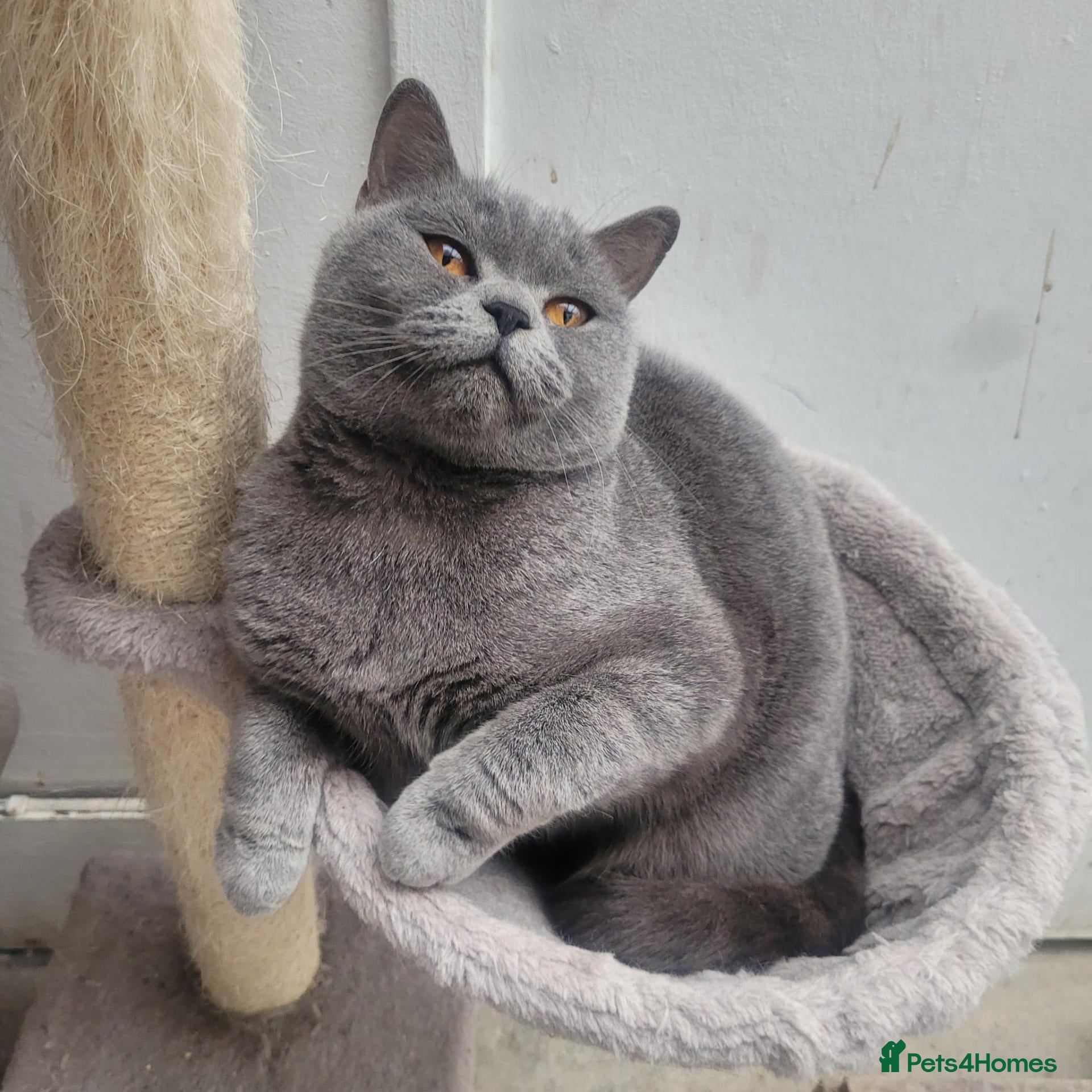 British Shorthair cats 3 BSH ready for new home - Advert 14