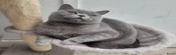 British Shorthair cats for sale: 3 BSH ready for new home - Advert 1