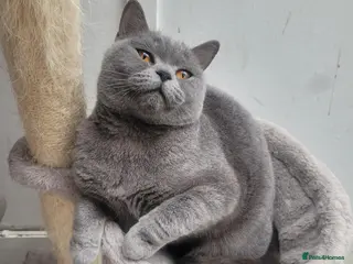 British Shorthair cats 4 BSH ready for new home - Advert 2