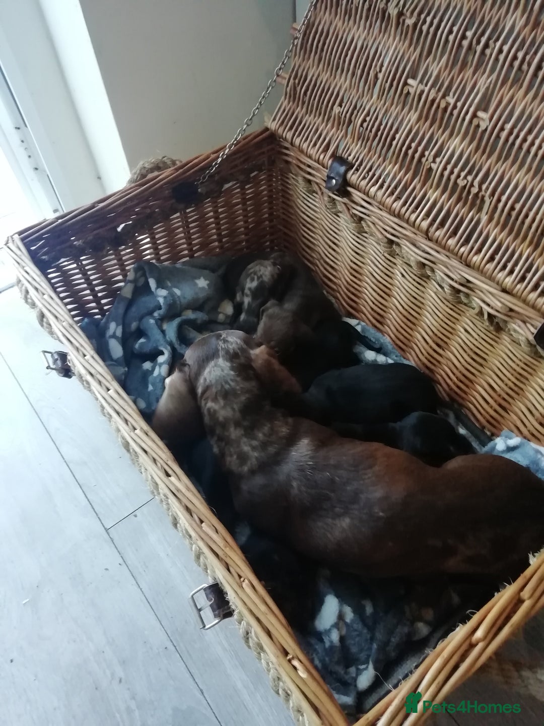 Miniature Dachshund dogs for sale: Miniature Dachshund  - Advert 5