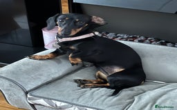 Miniature Dachshund dogs for sale: 5 miniature black & tan smooth haired dachshunds  - Image 18