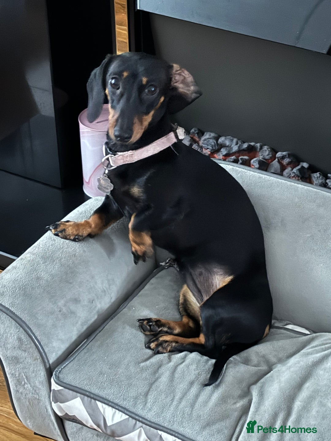 Miniature Dachshund dogs for sale: 5 miniature black & tan smooth haired dachshunds  - Image 18