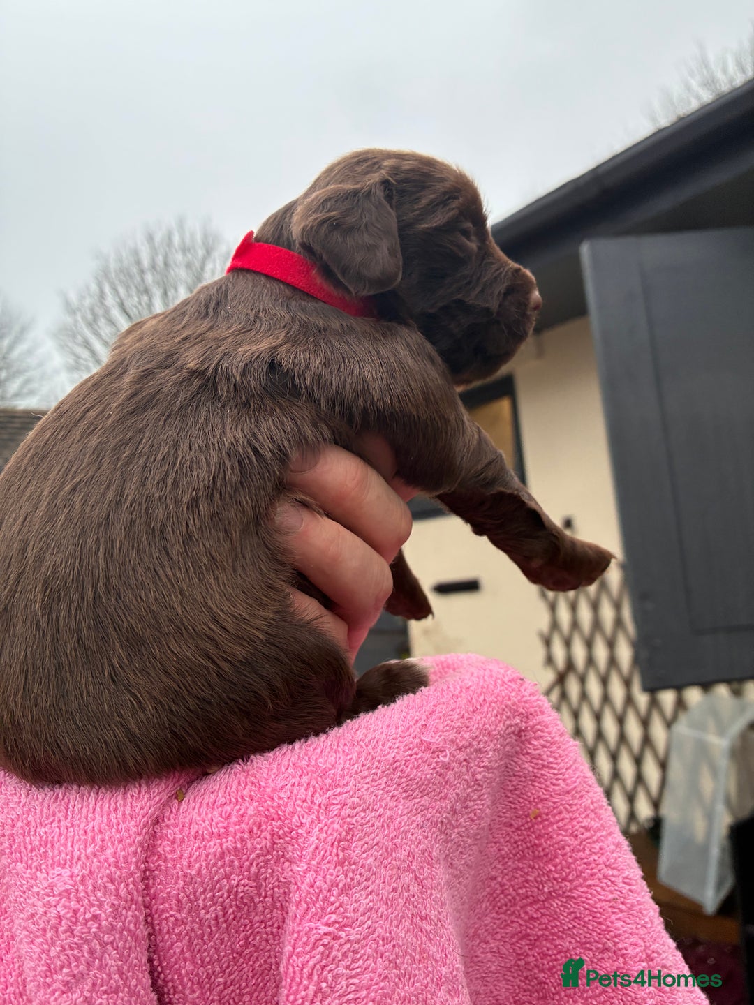 Cocker Spaniel dogs for sale: True working Cocker Spaniels docked  - Advert 20
