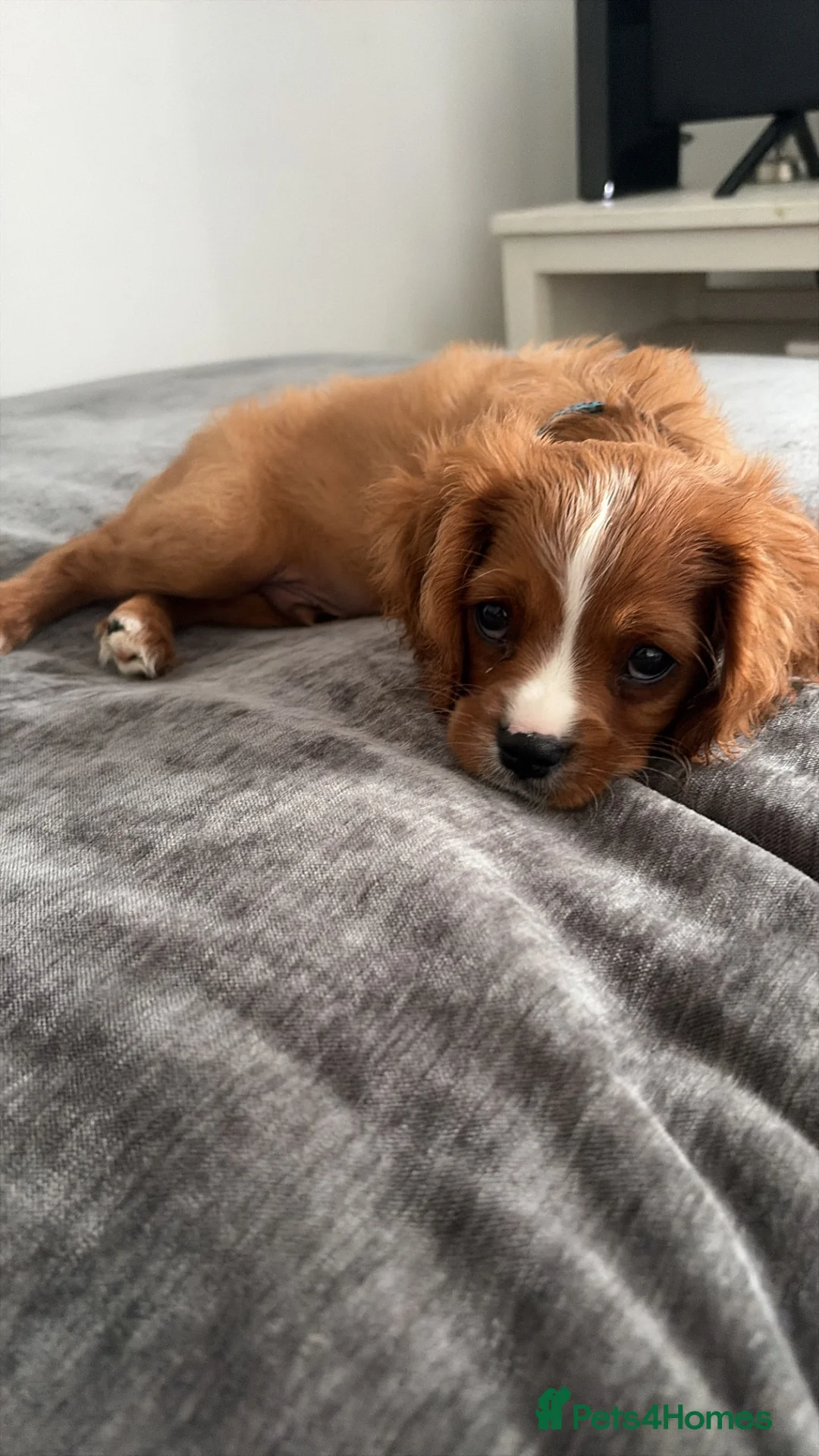 Cavalier King Charles Spaniel dogs for sale: King Charles cavalier  in Shoreham-by-Sea - Advert 2