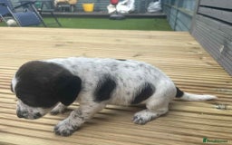 Mixed Breed dogs for sale: Stunning jackapoo x cocapoo puppies - Image 15