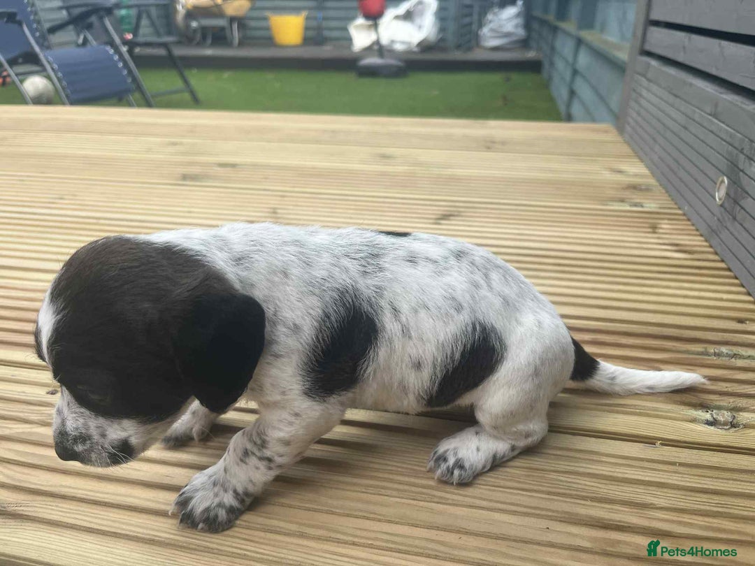 Mixed Breed dogs for sale: Stunning jackapoo x cocapoo puppies - Image 15