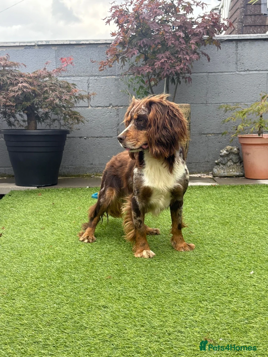 Cocker Spaniel dogs for stud: Working Merle Cocker Spaniel For Stud - Advert 2