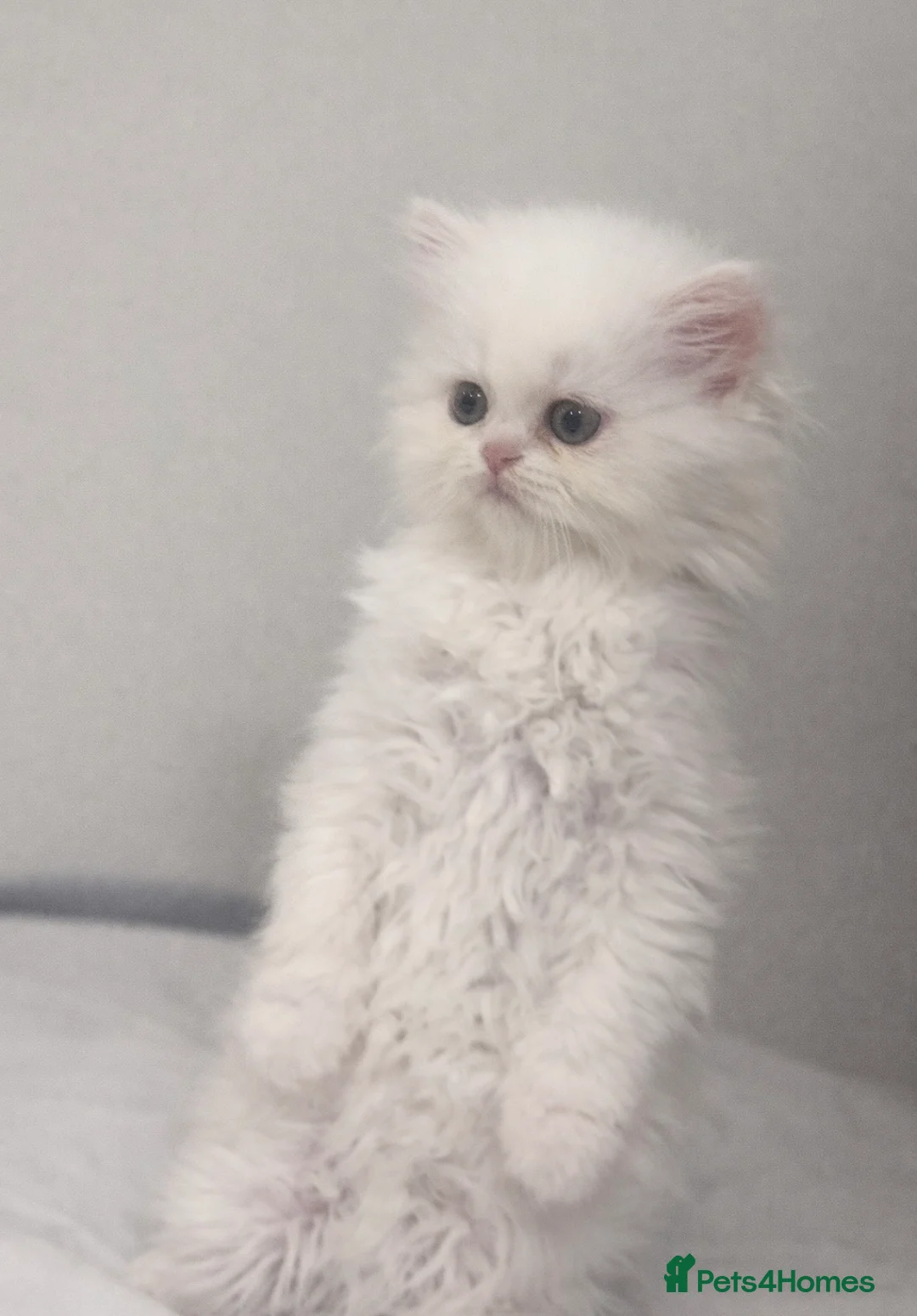 Persian cats for sale: Beautiful White Persian Kitten Fully Vaccinated - Advert 3