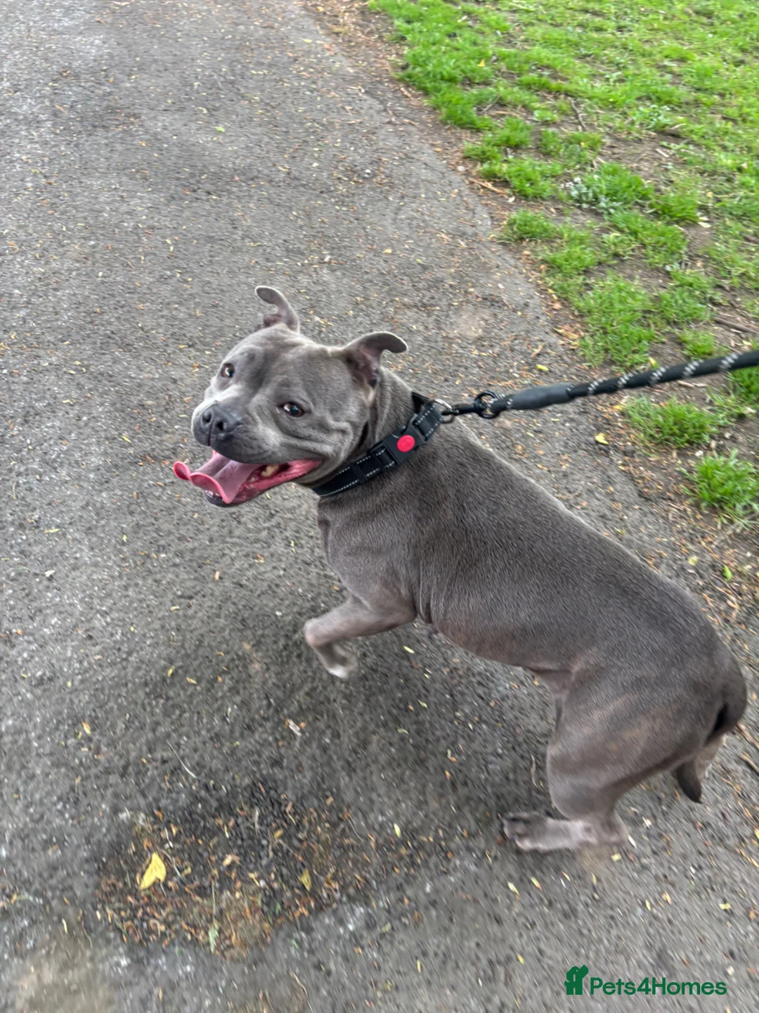 Staffordshire Bull Terrier dogs for sale: Kc staffy pups blue . Traditional  - Advert 3