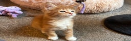 Maine Coon cats for sale: Beautiful Pedigree Main Coon Kittens - Advert 33