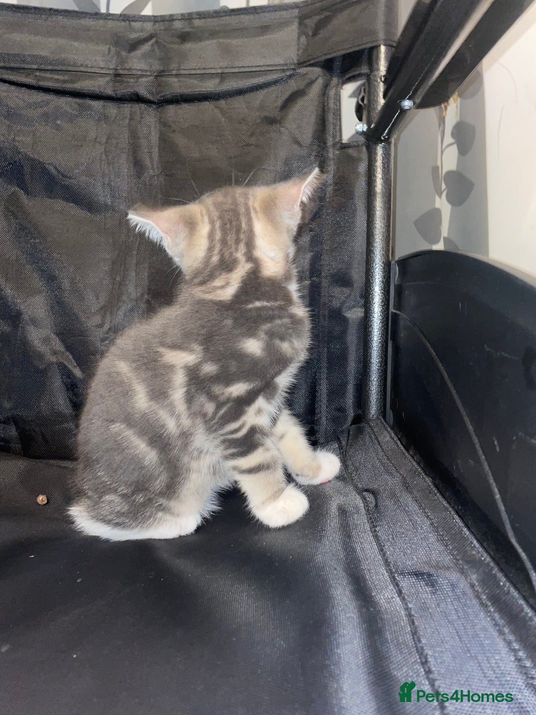 British Shorthair cats for sale: Silver grey tabby cats - Image 5